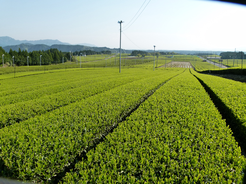 滋賀大津・堅田・茶・立正園